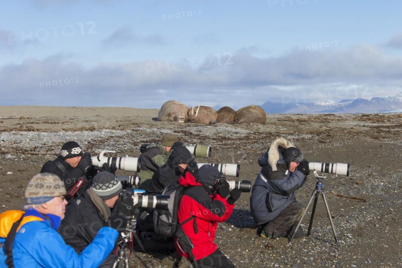 Tourists photographing a group of walruses