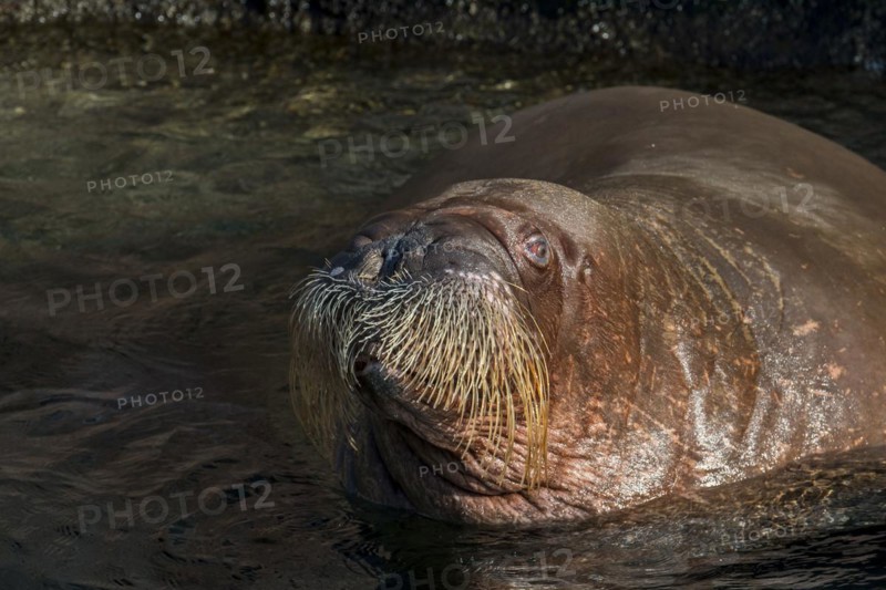 Walrus