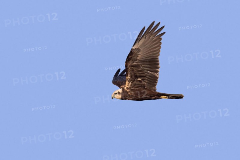 Eurasian marsh harrier