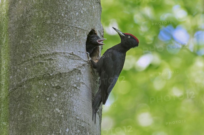 Black woodpecker