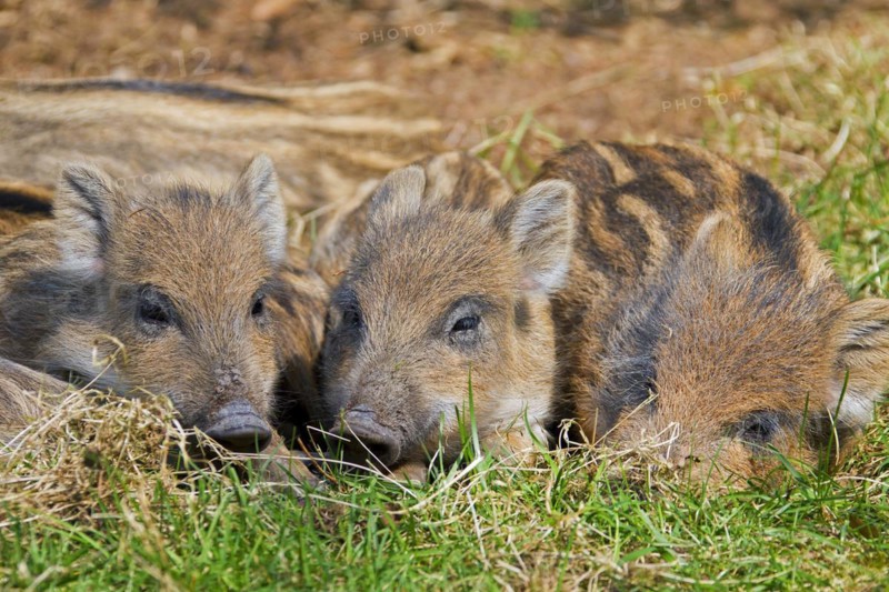 Wild boar