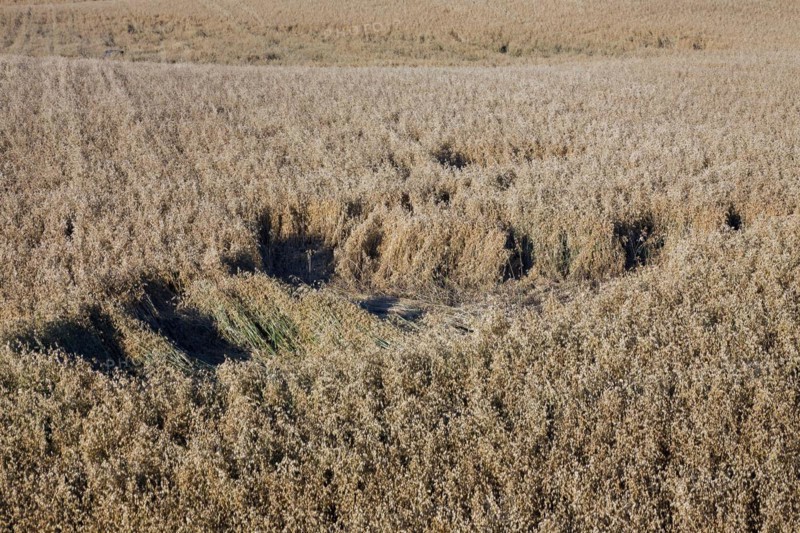 Damage in oat field