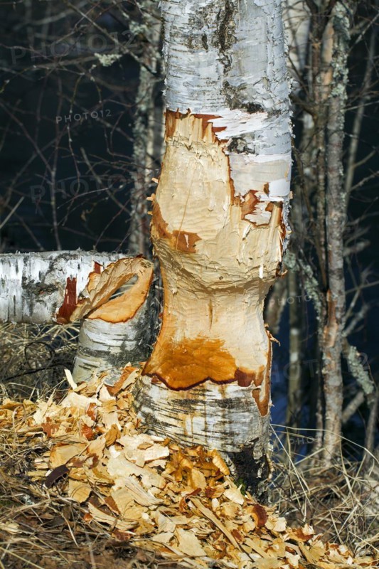 Wood chips around birch tree showing damage from gnawing by Eurasian beaver