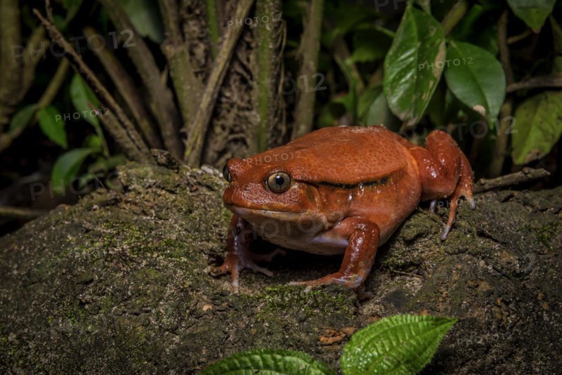 Tomato frog