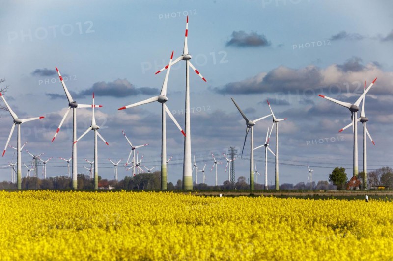 Rape field in full bloom in front of wind turbines near Buesum on the North Sea coast