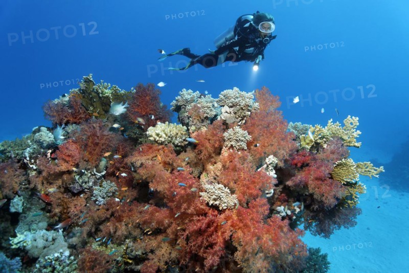 Diver hovering over coral reef looking at dense growth of klunzingers soft corals