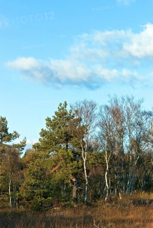 Downy birches