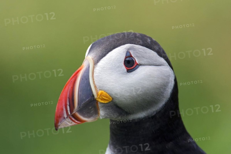 Atlantic puffin