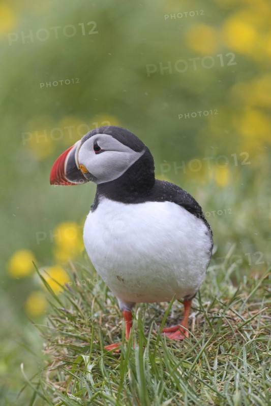 Atlantic puffin