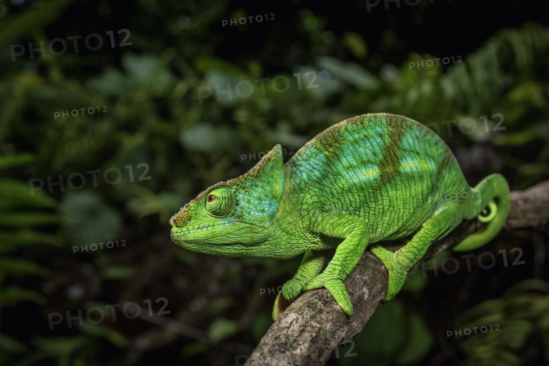A semi-adult male parson chameleon