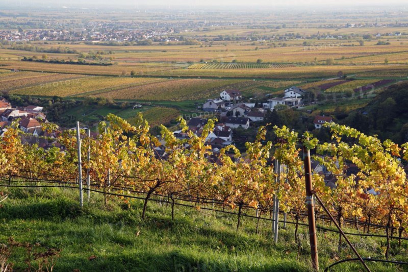 Vineyard