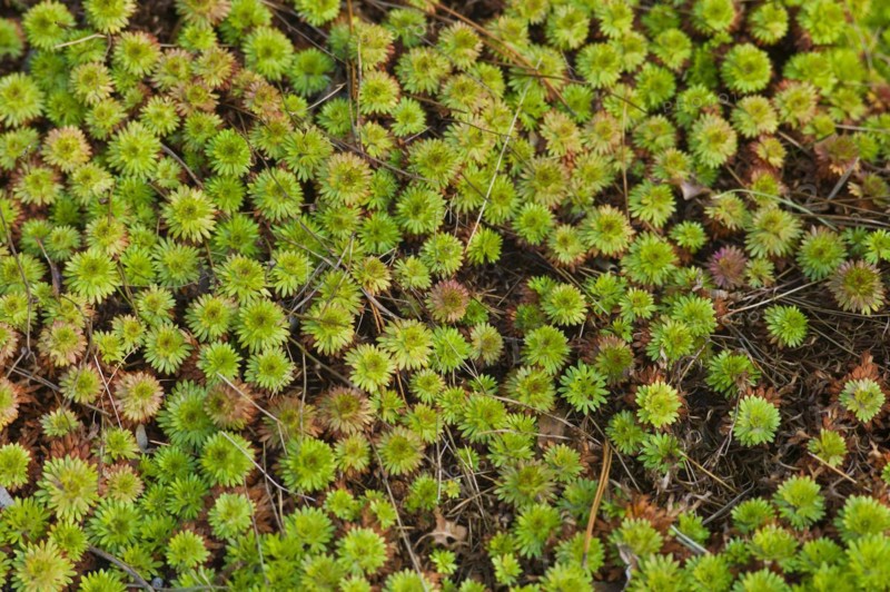Horny Stonecrop