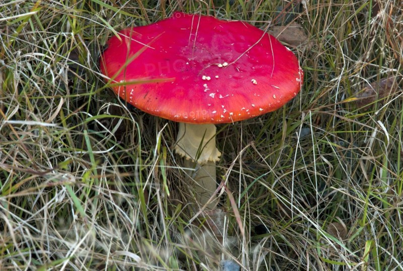 Fly agaric