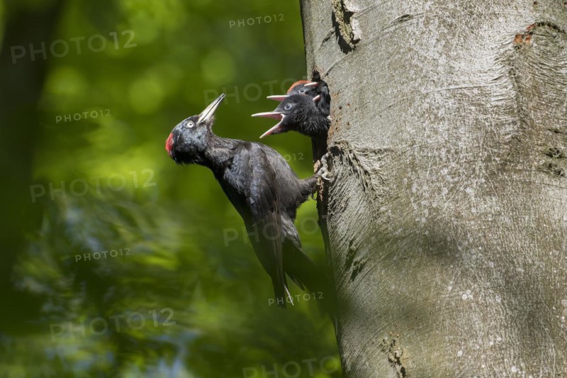 Black woodpecker