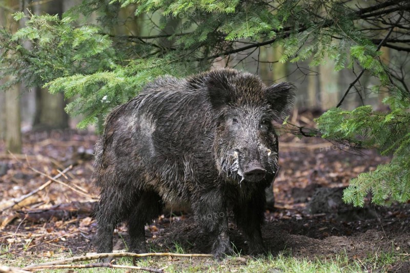 Wild boar