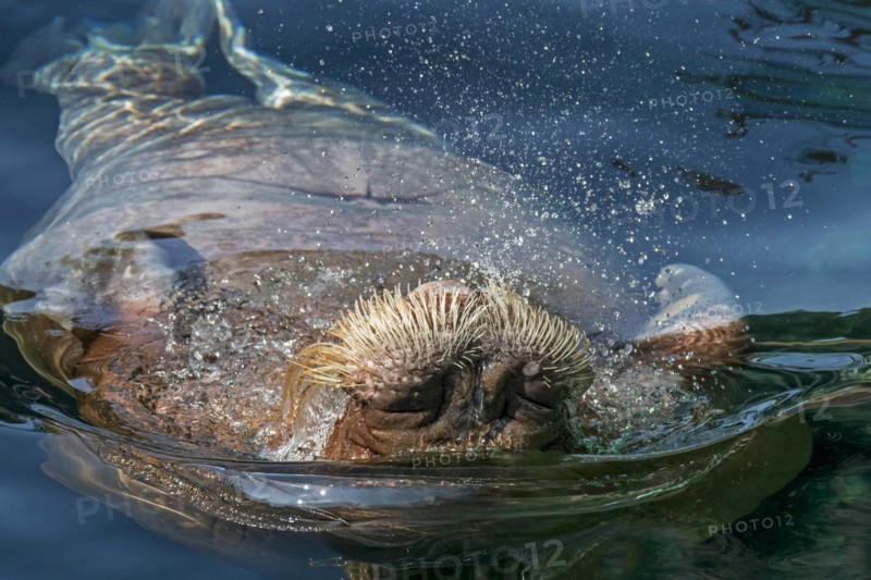 Walrus