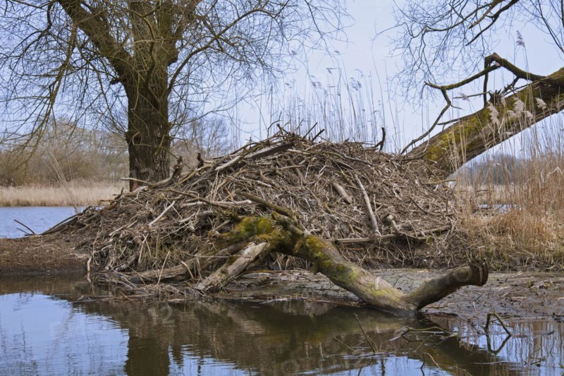 European beaver