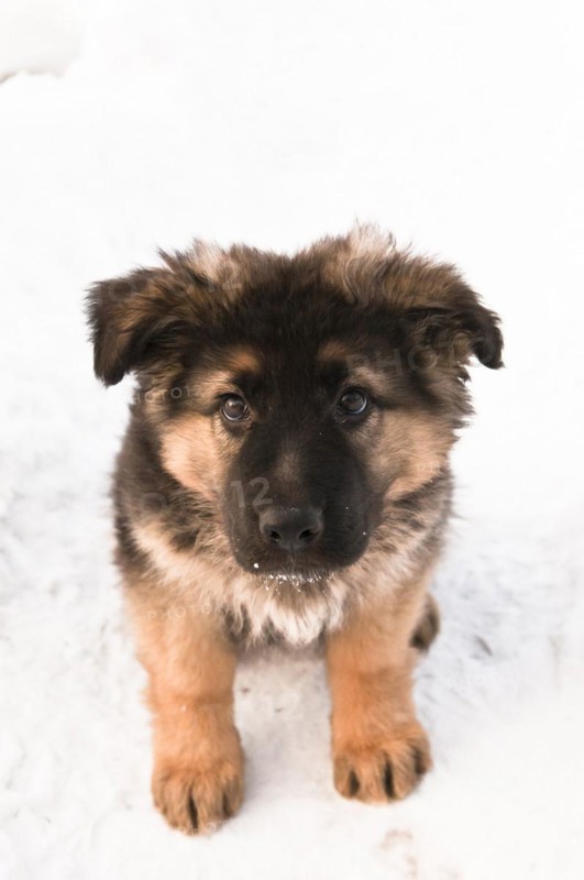 German shepherd