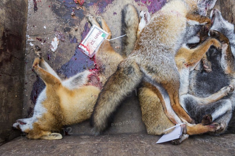 Killed foxes during a driven hunt in Schoenbuch nature park Park