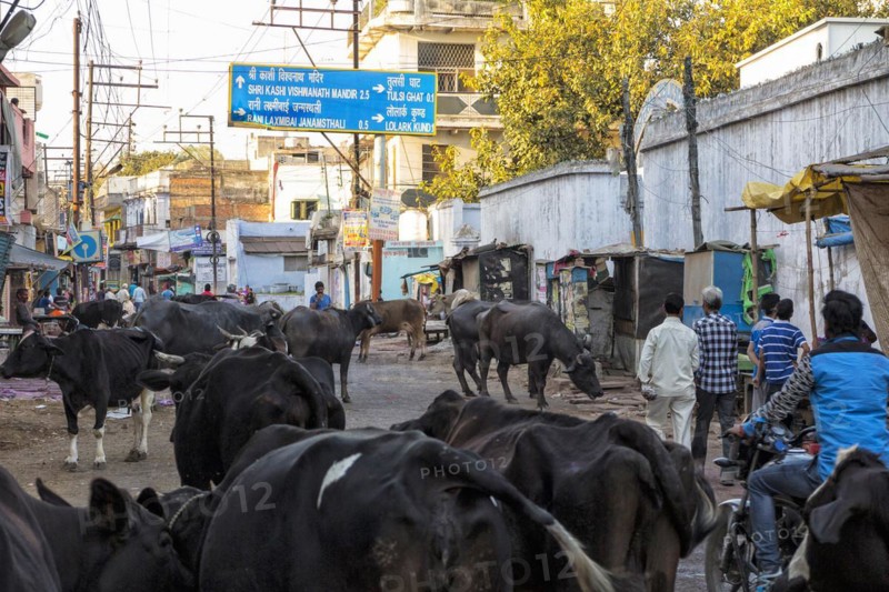 Sacred cows on the street