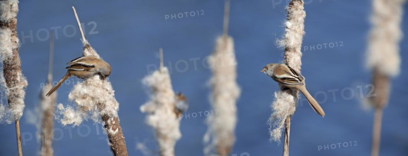 Bearded Reedlings