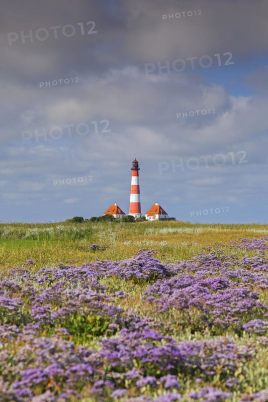 Sea-lavender in flower and lighthouse Westerheversand at Westerhever
