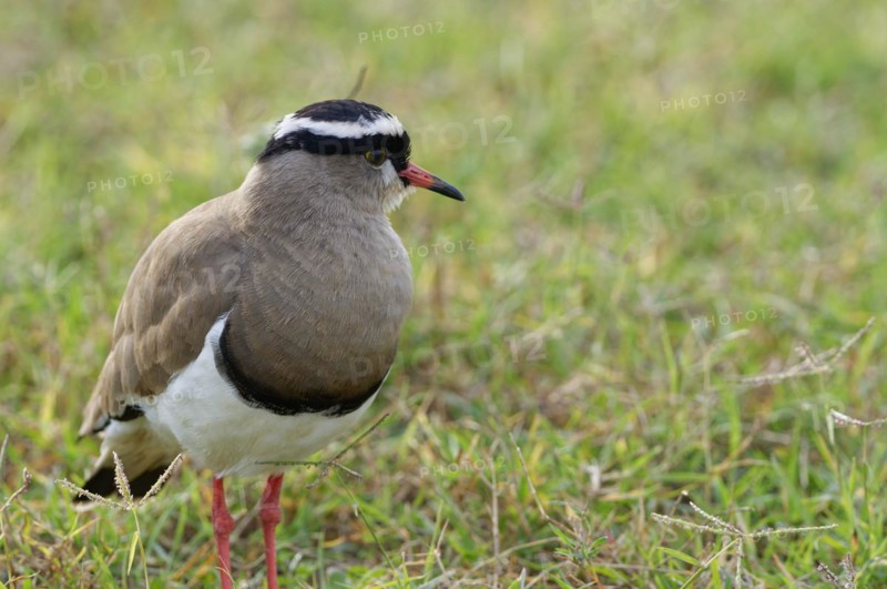 Crowned Lapwing