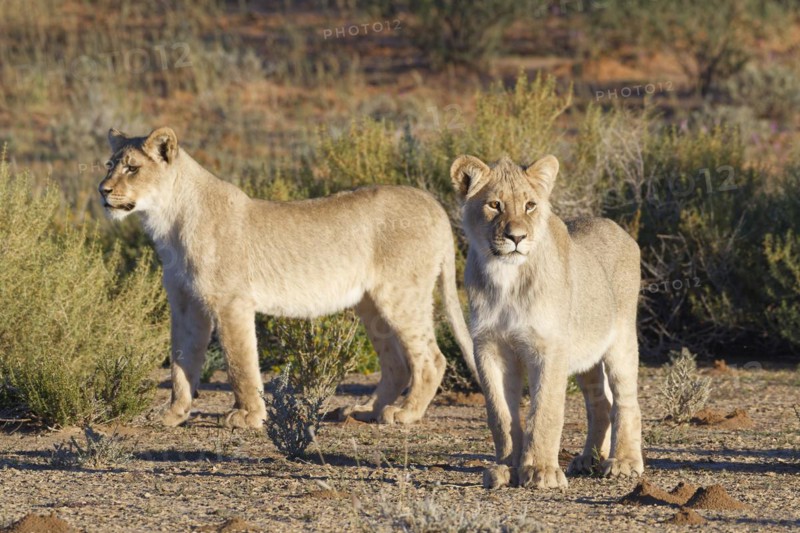 African lions