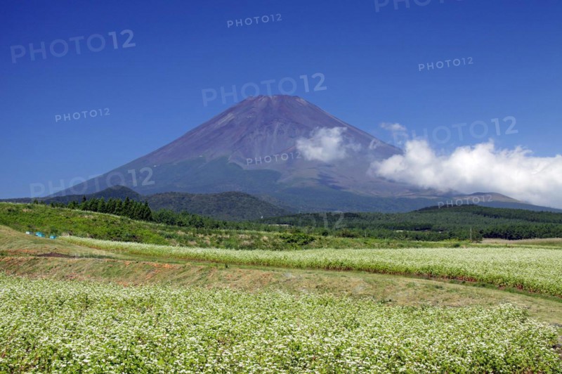 Mount Fuji and buckwheat field Shizuoka Japan Asia
