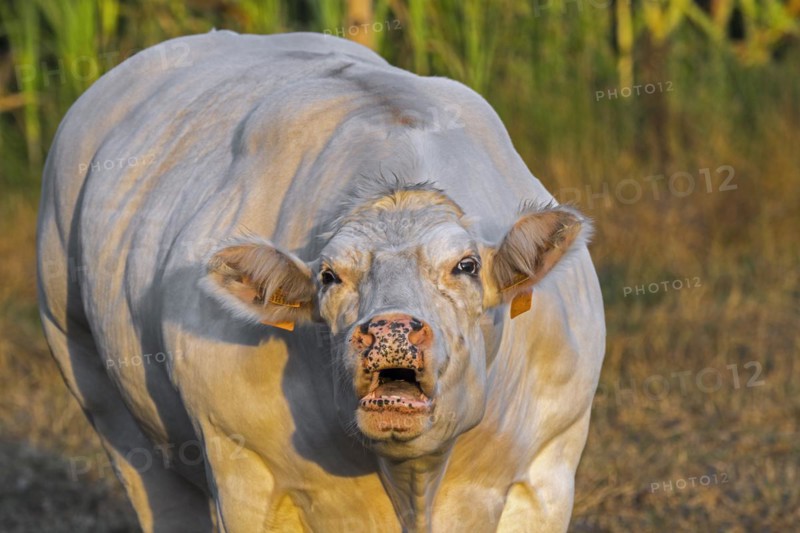 Close-up of white Charolais cow