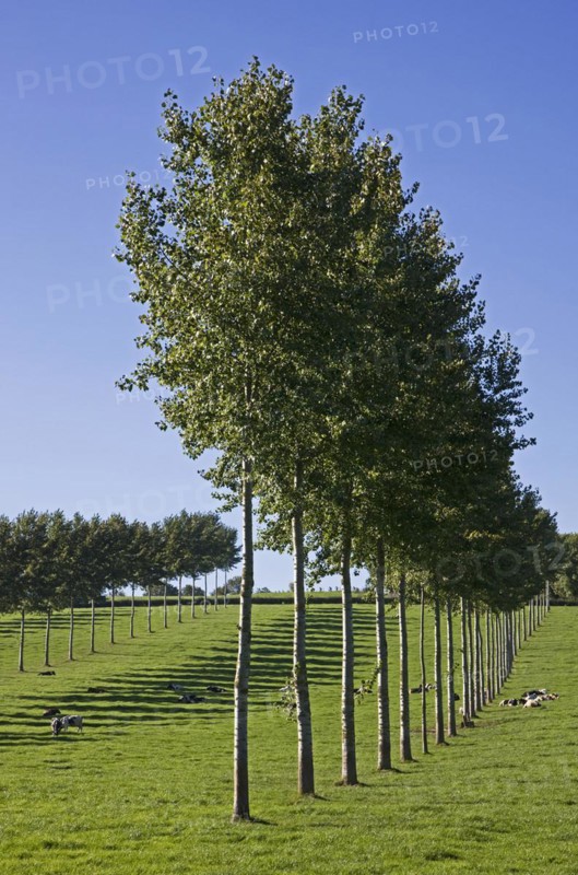 Row of poplars