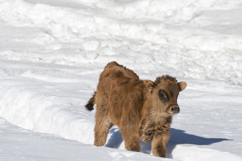 Heck cattle