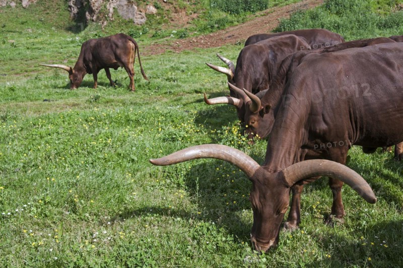 Watusi