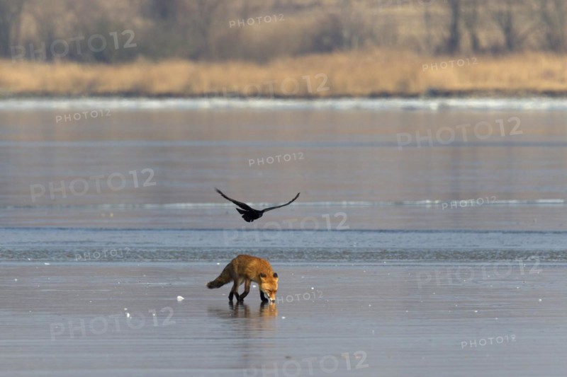 Black crow harassing Red fox
