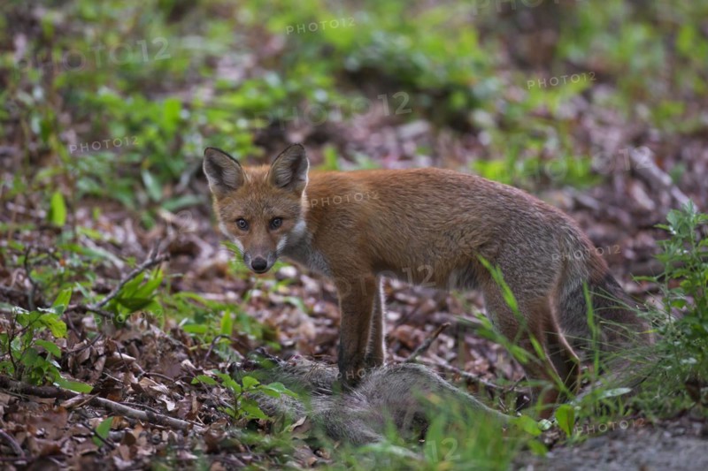 Young red fox