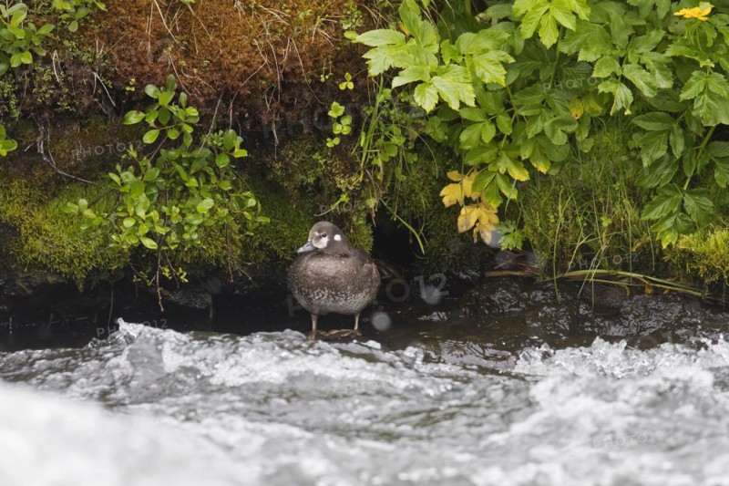 Harlequin duck