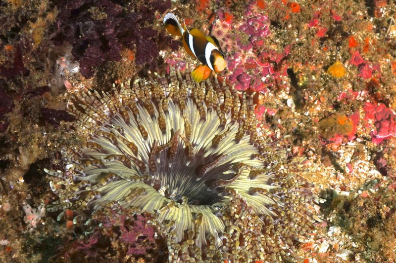 Beaded anemone