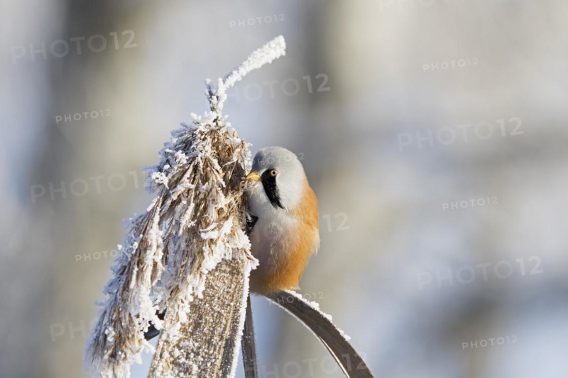Bearded reedling