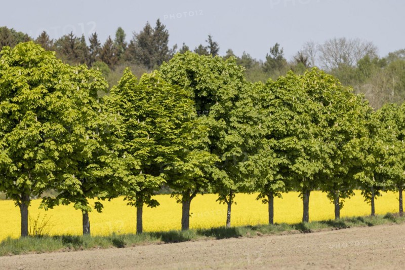 Avenue trees in front of a rape field