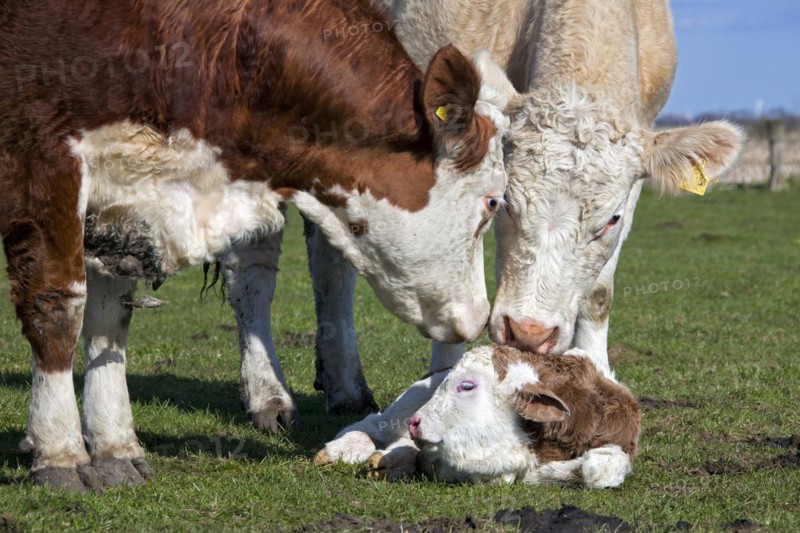 Curious cows