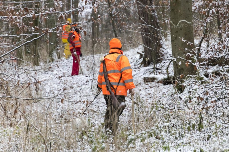 Driven hunt in Schoenbuch Nature Park