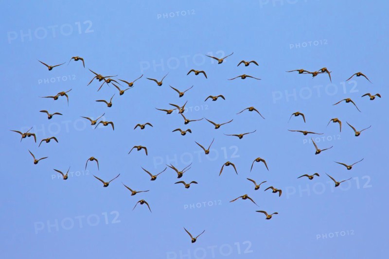 European Golden Plover