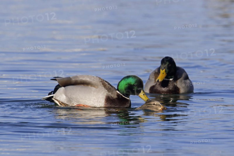 Mallard