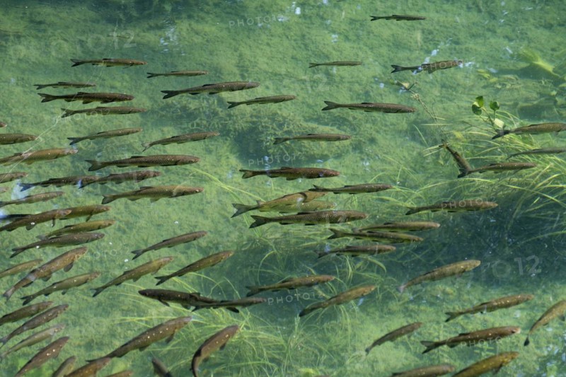 School of common chub