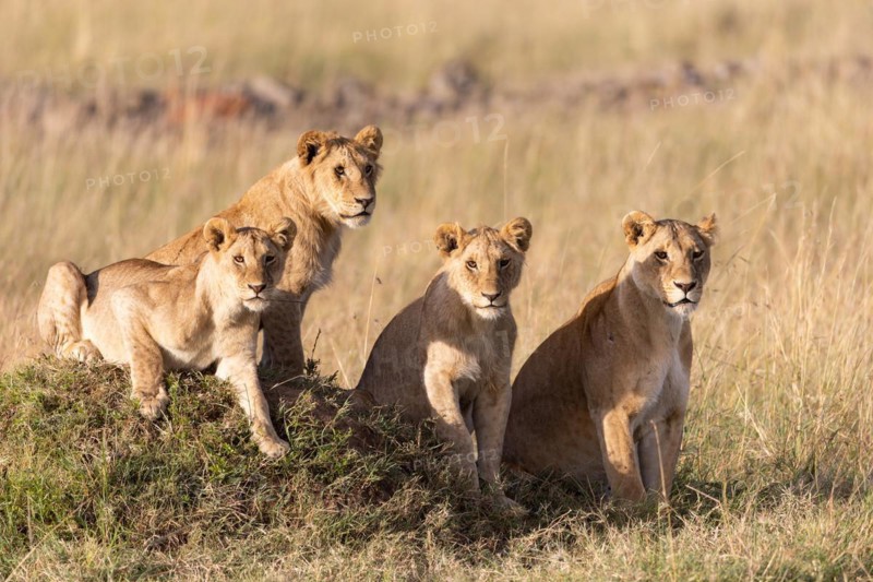 Group of lions