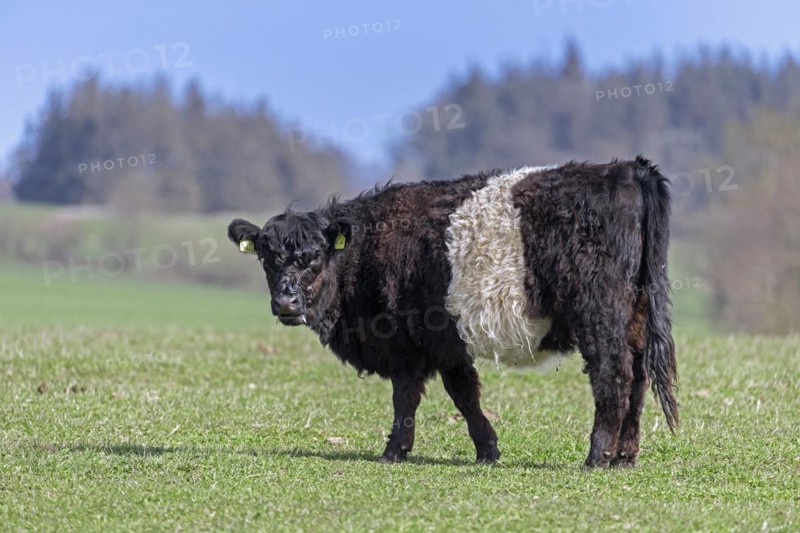 Belted Galloway