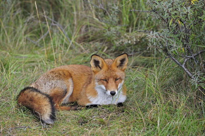 Red fox