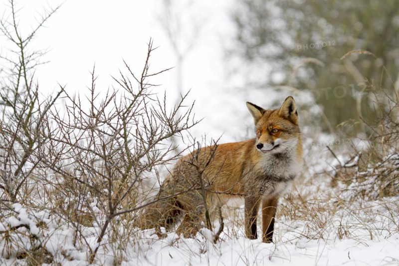 Red fox