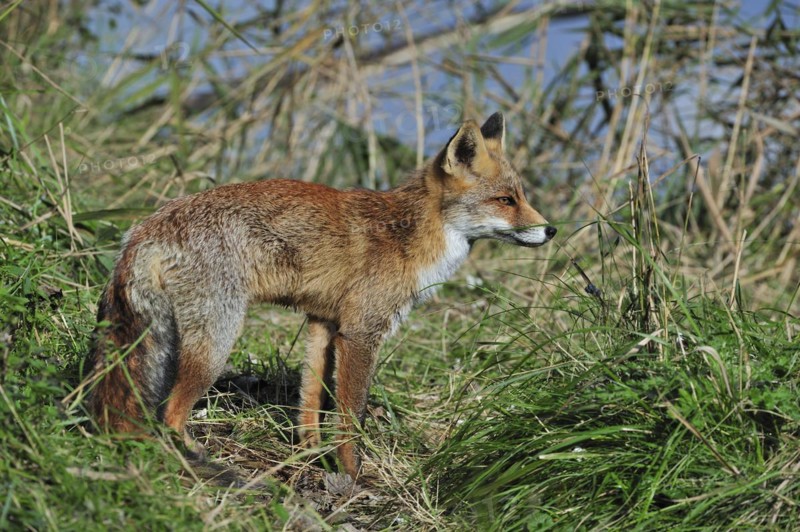 Red fox