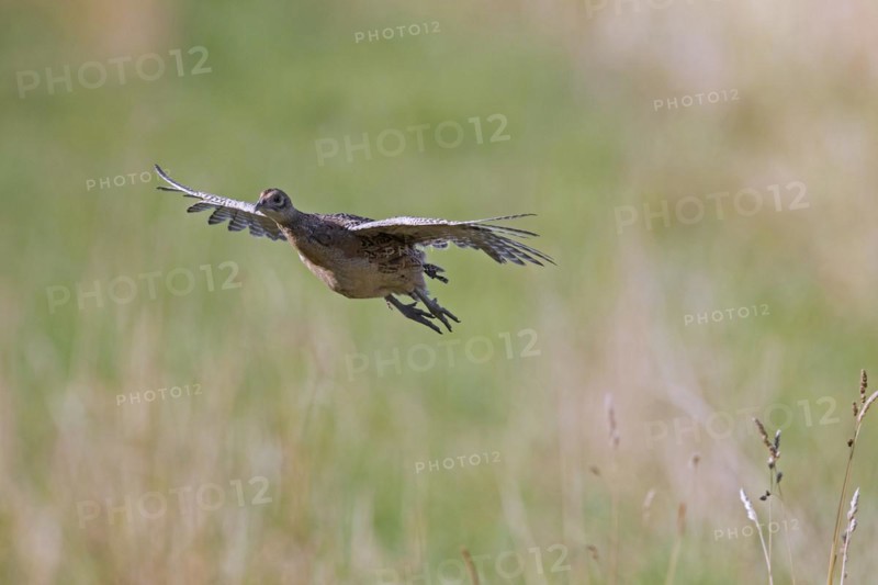 Common pheasant